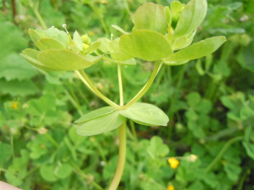 Euphorbia helioscopia